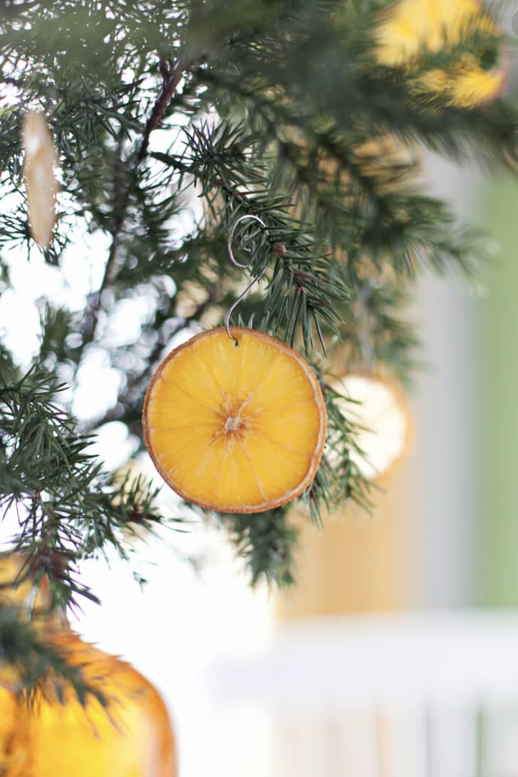 Dried orange slice hanging from evergreen branch