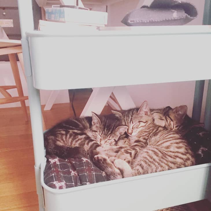 cat bed in IKEA raskog cart