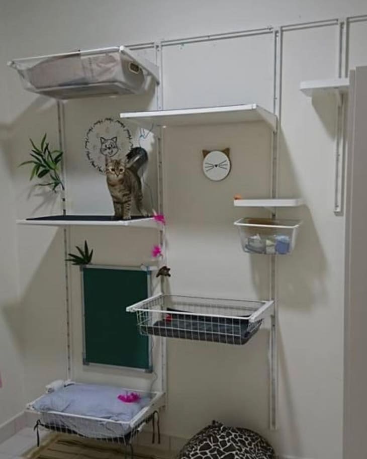 cat wall with adjustable shelves at various heights