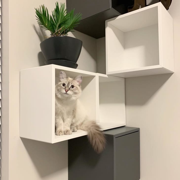 cube shelves mounted to wall for cats