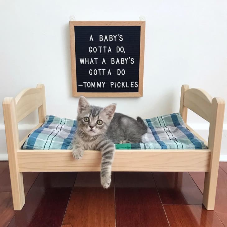 doll bed with kitten sleeping it