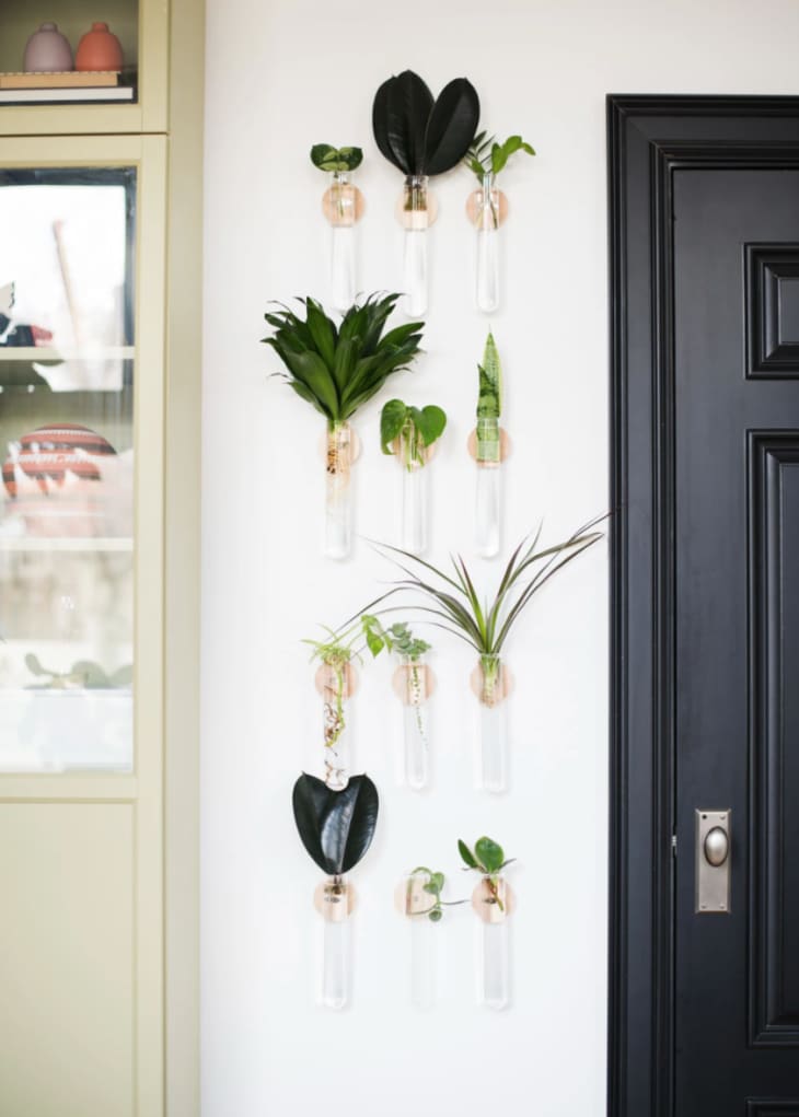 Test tube wall hanging for plants
