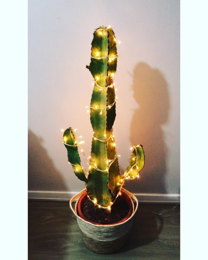 potted cactus strung with Christmas lights