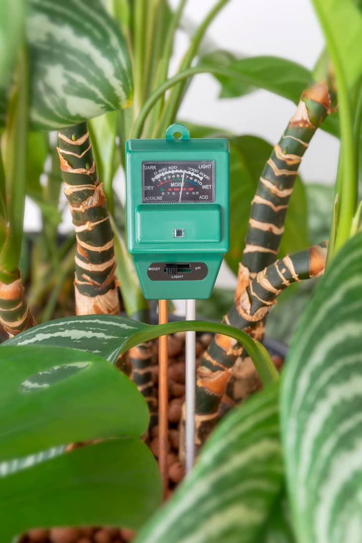 moisture meter in the soil of a potted plant