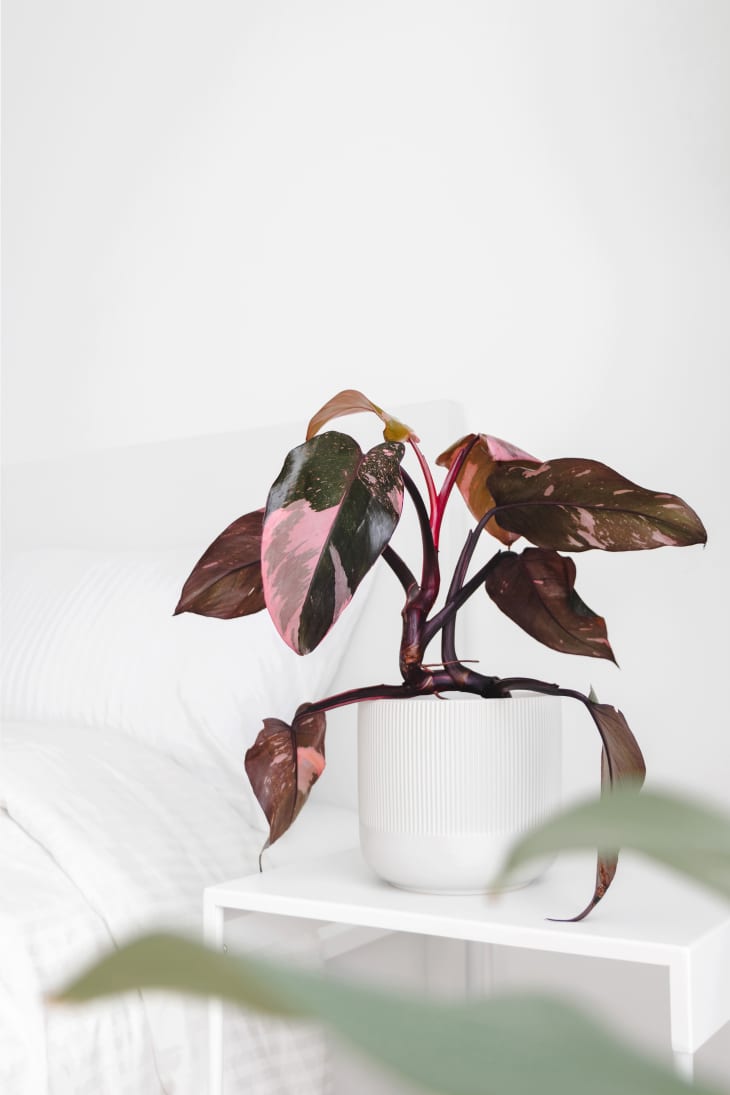 Philodendron Erubescens or Pink Princess in a. white pot