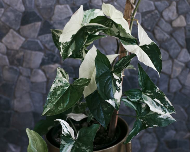 Syngonium podophyllum albo-variegatum