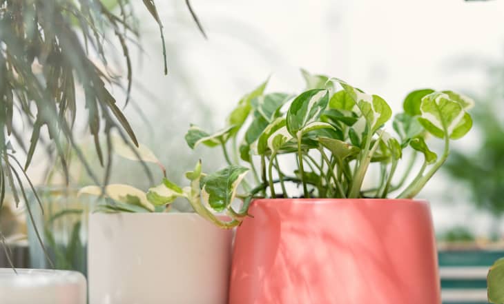 hanging plant basket indoor English Ivy Plant in Hanging Basket – Lush, Air-Purifying Indoor/Outdo –  The Garland Guy main image 1