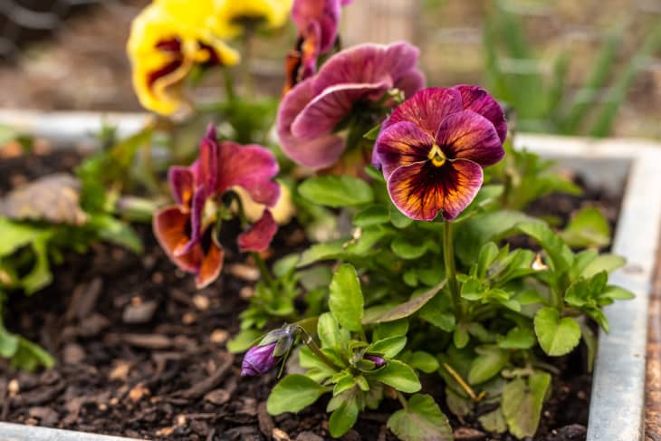 purple and yellow pansies in a planter