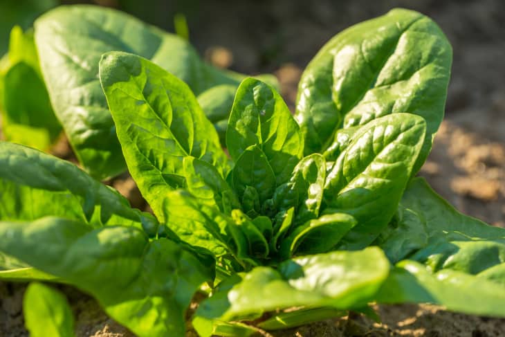 spinach in garden bed