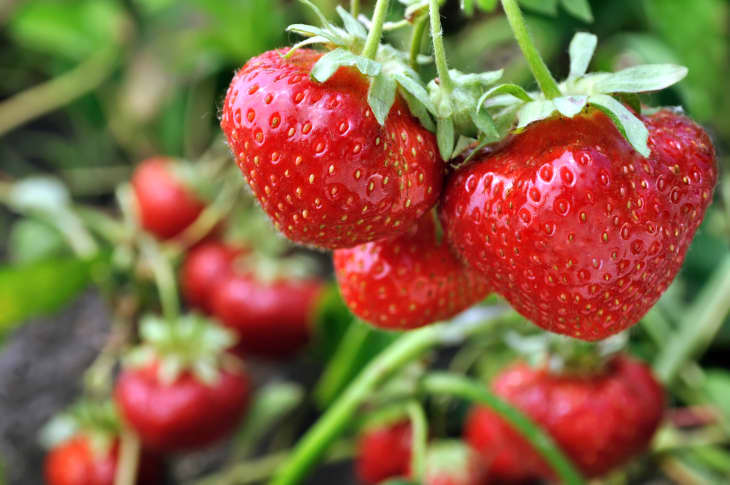 strawberry plant with ripe strawberries