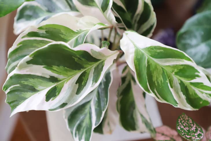 close up view of variegated leaves of Calathea "White Fusion" plant
