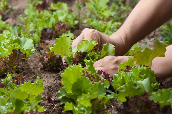 hands picking fresh salad in the garden