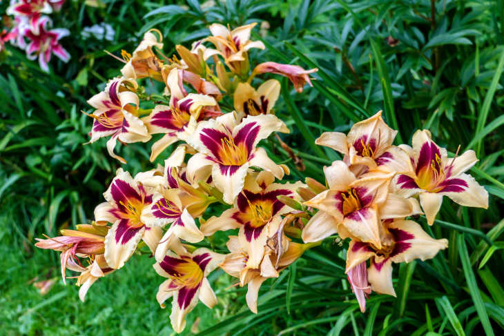 blooming daylilies in the garden