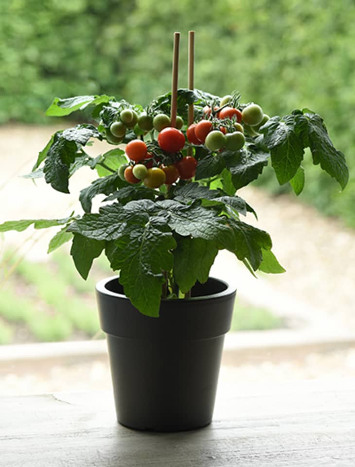 Kitchen mini tomato plant from PanAmerican Seed