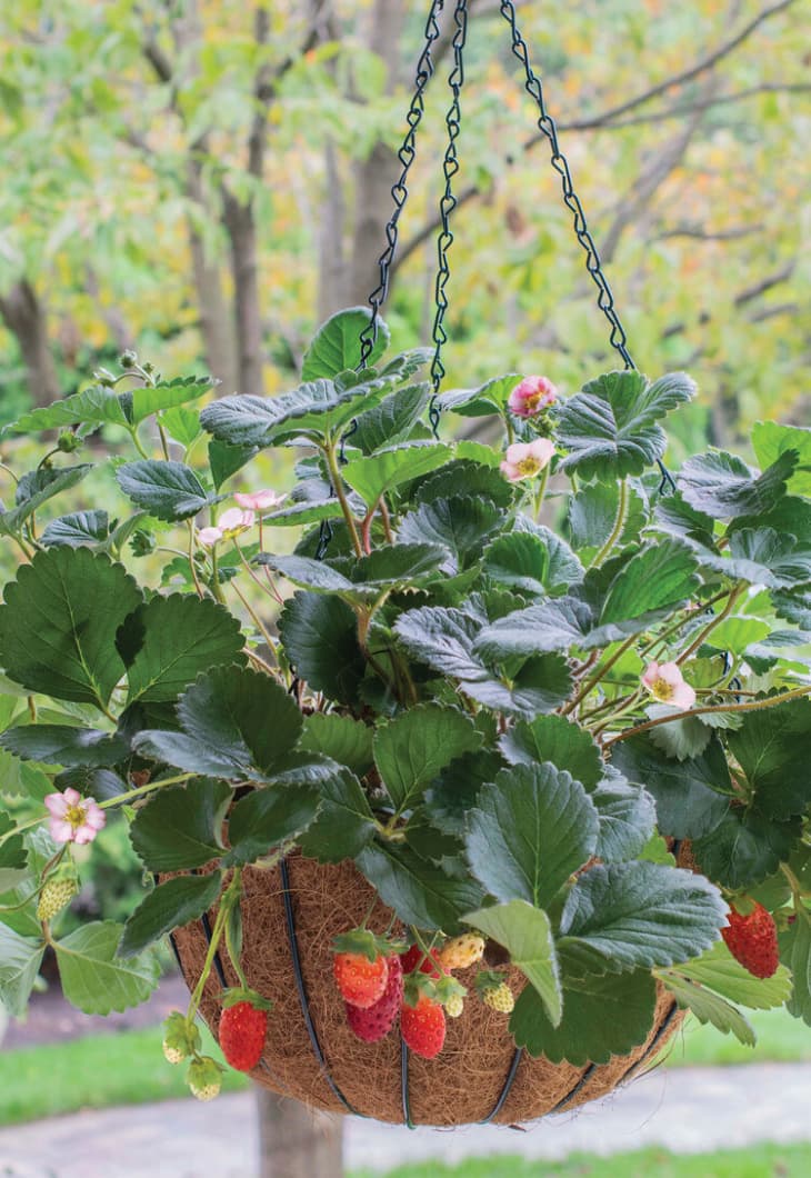 Bushel and Berry strawberry plant in hanging coir basket