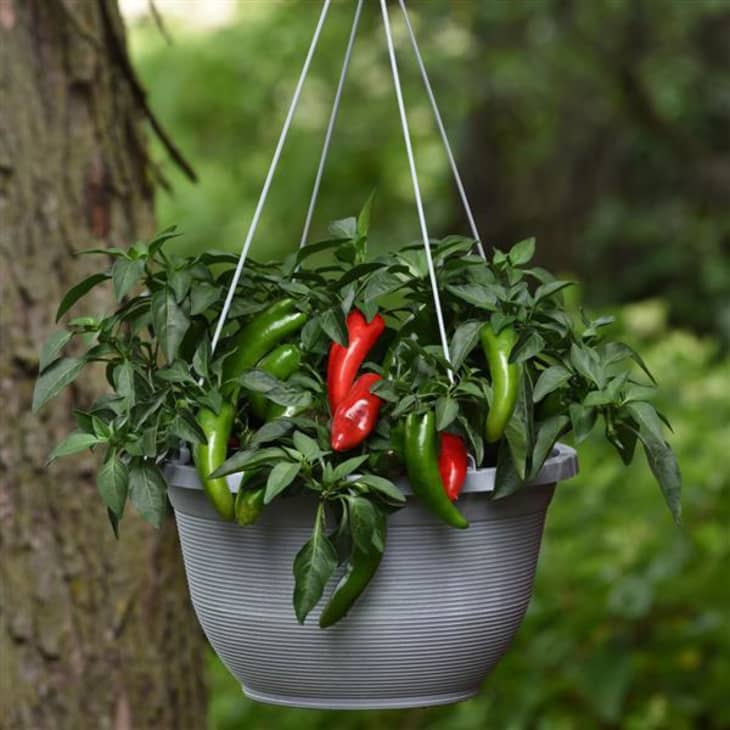 Ball Seed Pot-a-Peno jalepeno pepper plant in hanging basket