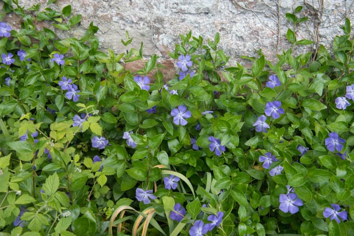 vinca minor ground cover, with purple flowers
