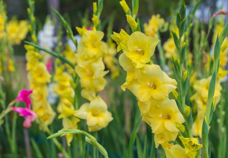yellow gladiolus flowers in garden