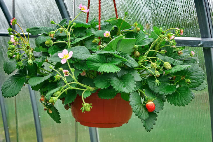 blooming strawberry plant in a hanging basket