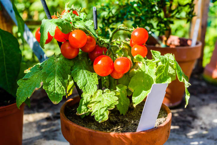 small pot holding cherry tomato plant with ripe cherries on it