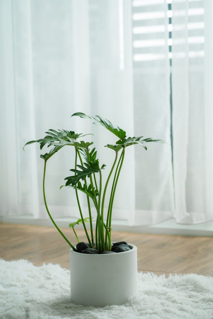 Philodendron Xanadu in white pot front of a window