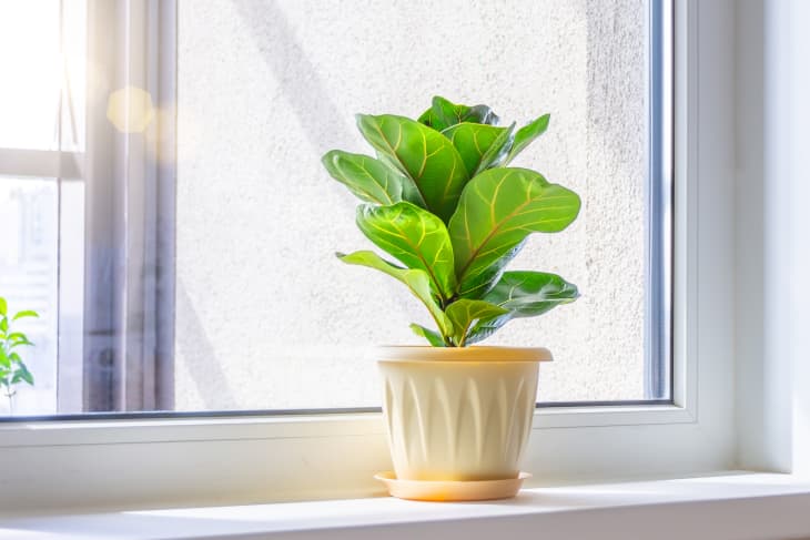 Ficus lyrata bambino plant on a windowsill