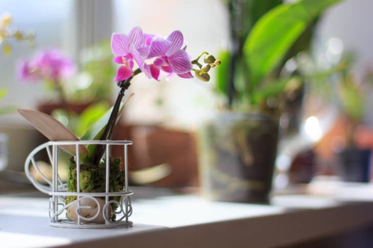 white and purple mini Phalaenopsis (moth orchid) on a windowsill