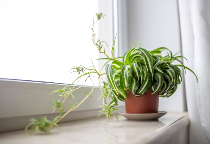 spider plant with spider plant pups on a windowsill