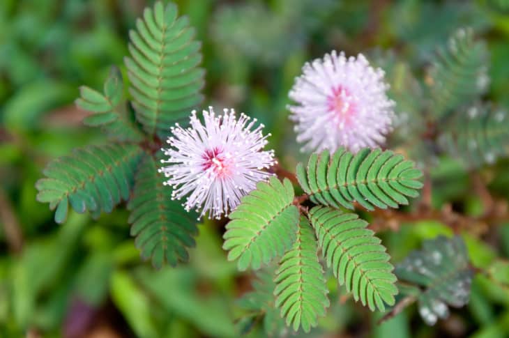 Sensitive plant (Mimosa pudica) in the wild, showing its pale pink blooms