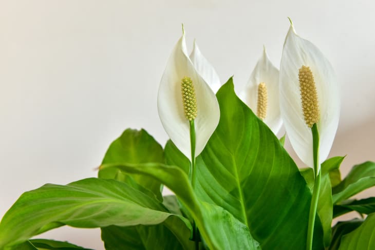 Close-up of the leaves and flowers of the peace lily