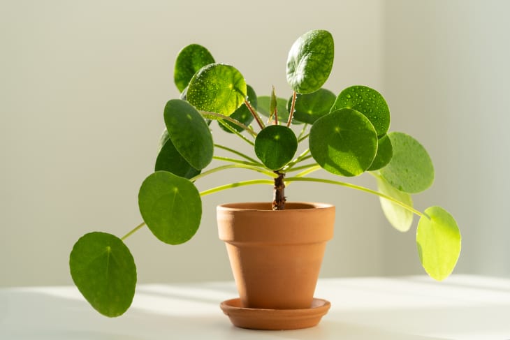 Pilea or "Chinese Money Plant" in a terracotta pot