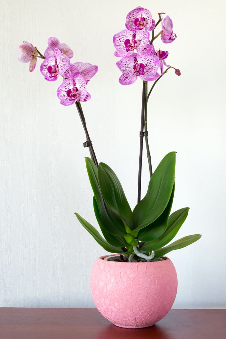 Pink orchid in a pink pot