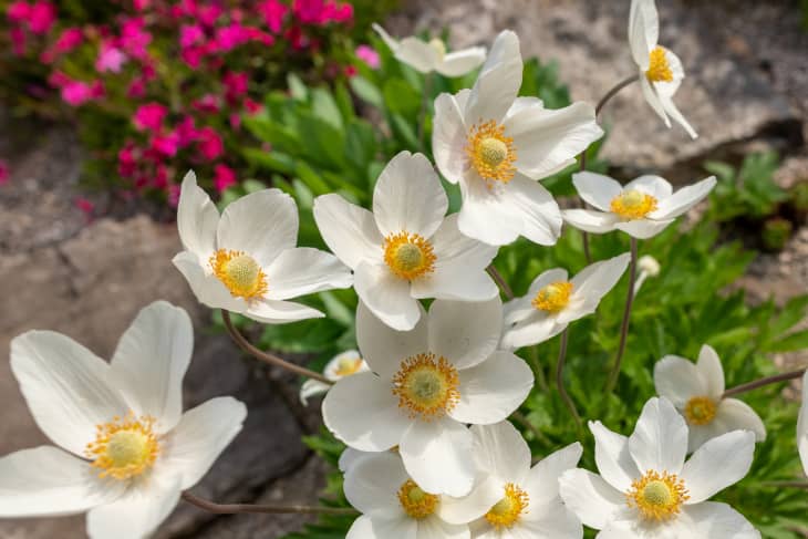 white anemone flowers in the garden