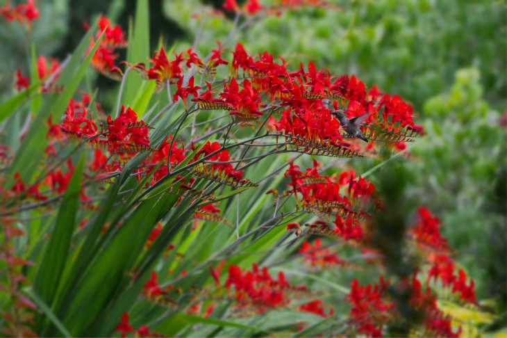 Red crocosmia flowers in bloom