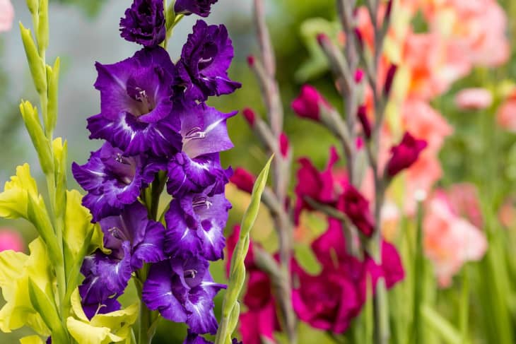 Close-up image of gladiolus flowers in shades of yellow, pink, and purple