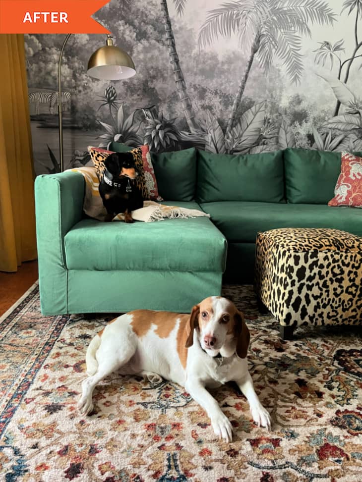 After: two dogs next to a green sofa