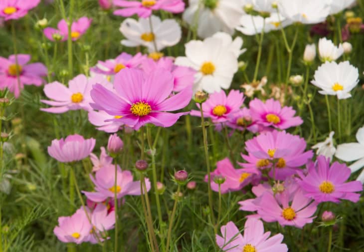 pink and white cosmos flowers in the garden