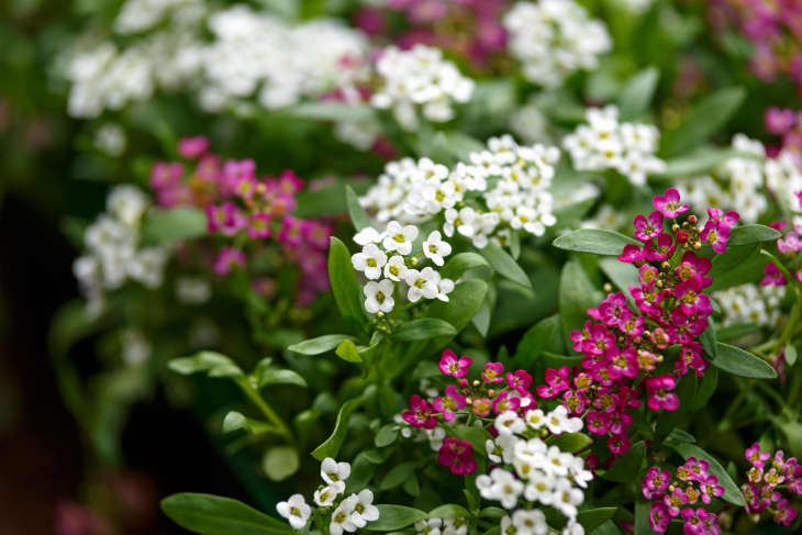 pink and white sweet alyssum flowers in the garden
