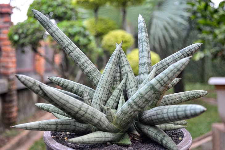 florida zones for plants Florida Top 10 Garden Guide – Sunset Book for Tropical and Subtropical –  Wild Island Trading Co main image 1