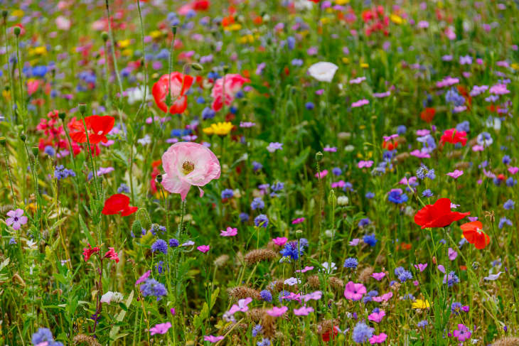 Wildflower meadow with poppies, cornflower, and other colorful flowers