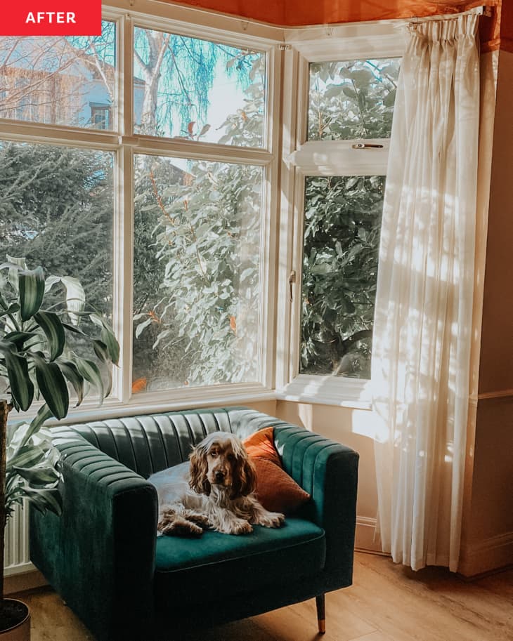 Dog sits on green microfiber armchair in sunny light filled living room.