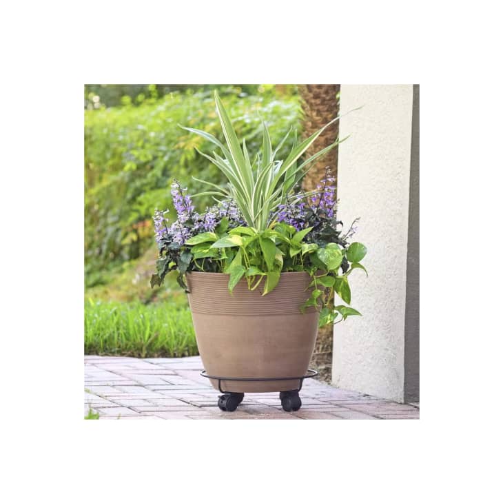 Product Image: Arcadia Garden Products Black Metal Heavy-Duty Plant Caddy