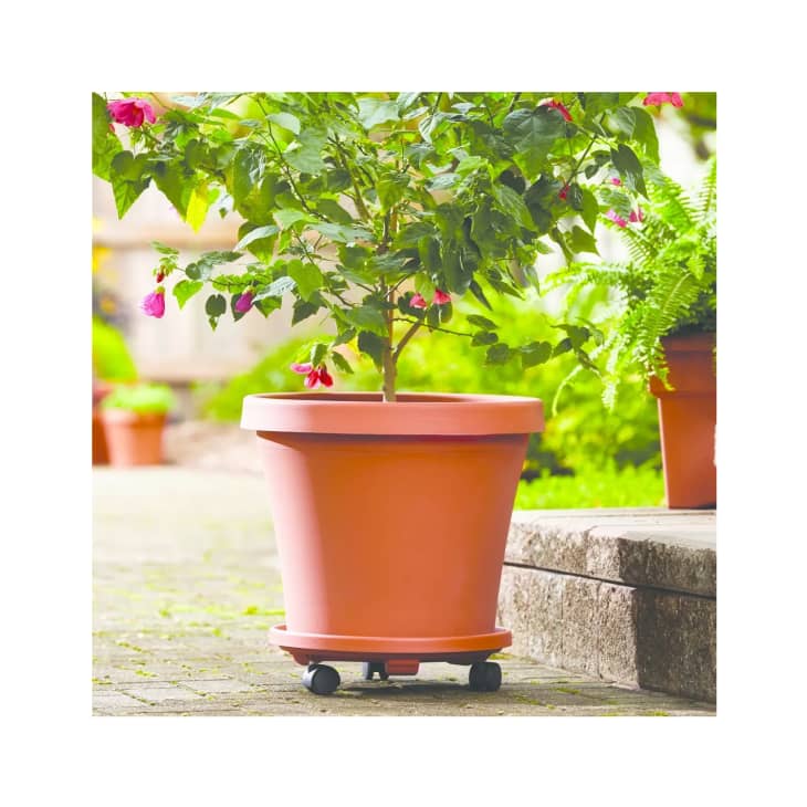 Product Image: Plant Stand Caddy with Wheels and Saucer Tray