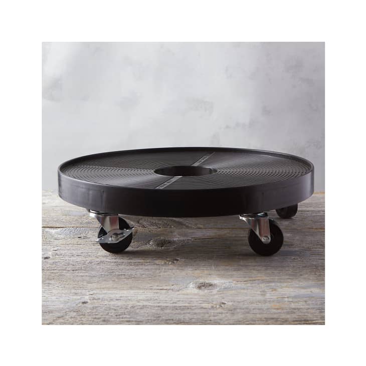 Product Image: Rubber Plant Dolly