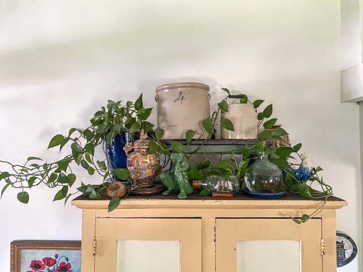 Plants bought at estate sale on top of dresser.