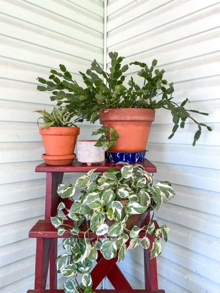 big heartleaf philodendron Variegated Heartleaf Philodendron