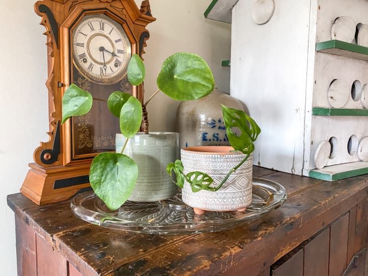 Why You Should Use Thrifted Trays for Your Houseplants | Apartment Therapy