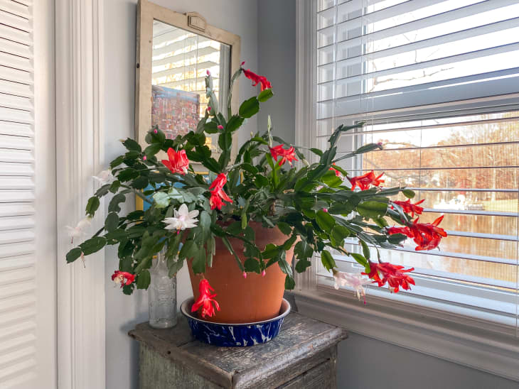 Thanksgiving cactus planted in a terracotta pot by a window. The pot is resting in a blue and white enamelware pie pan.