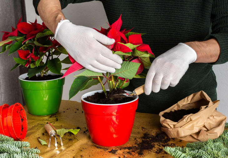 Person planting a poinsettia in a red pot using a hand trowel