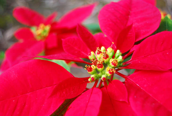 Close-up image of poinsettia flower surrounded by red leaves.